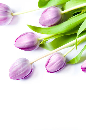 龙之守护 果盘版